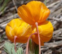 Eschscholzia hypecoides
