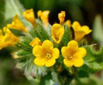 Amsinckia menziesii