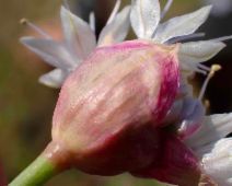 Allium howellii var. howellii