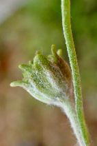 Chaenactis glabriuscula var. megacephala