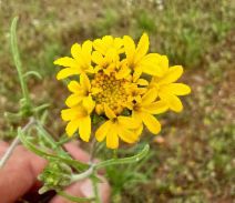 Chaenactis glabriuscula var. megacephala