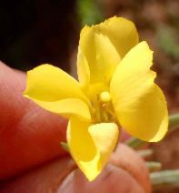 Tetrapteron graciliflorum