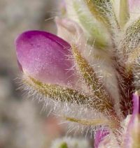 Lupinus concinnus