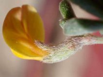 Acmispon strigosus