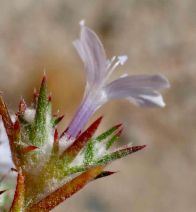 Eriastrum eremicum ssp. eremicum