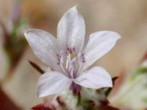 Eriastrum eremicum ssp. eremicum