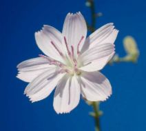 Stephanomeria pauciflora