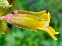 Erythranthe nasuta