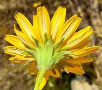 Agoseris heterophylla