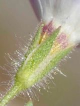 Gilia clivorum