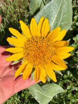 Wyethia helenioides
