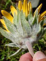 Wyethia helenioides