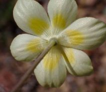 Platystemon californicus