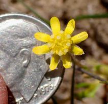 Blennosperma nanum