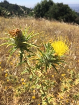 Carthamus lanatus