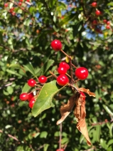 Prunus emarginata