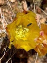 Opuntia phaeacantha
