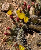 Opuntia phaeacantha
