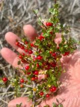 Rhamnus crocea