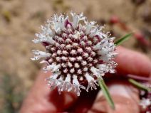 Monardella exilis - Calflora
