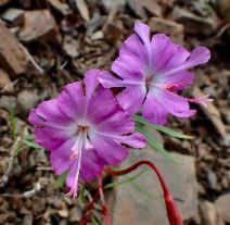 Clarkia breweri