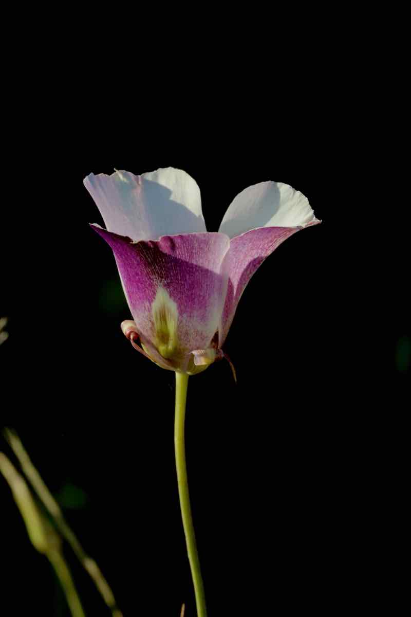 Calochortus argillosus