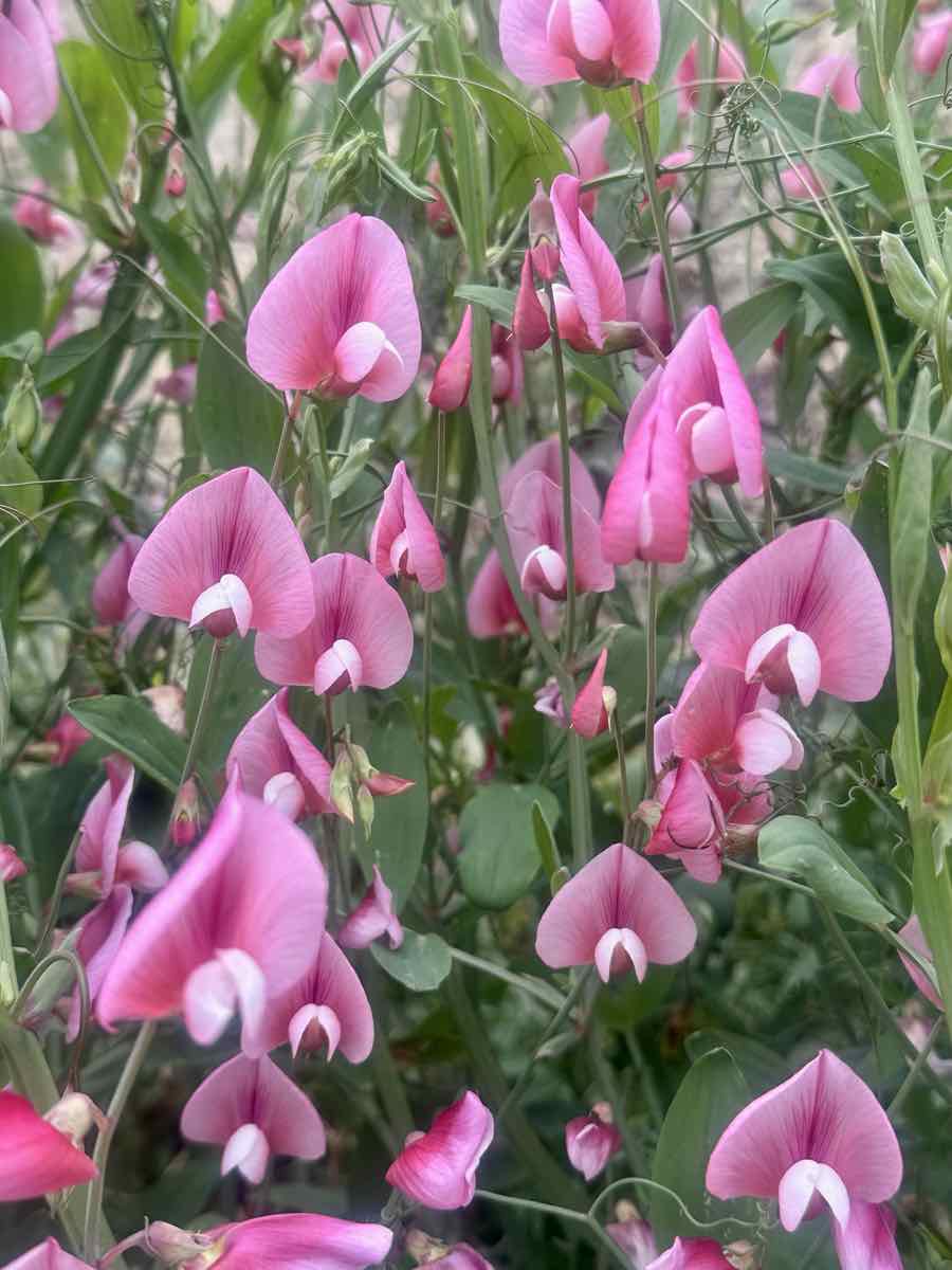 Lathyrus tingitanus