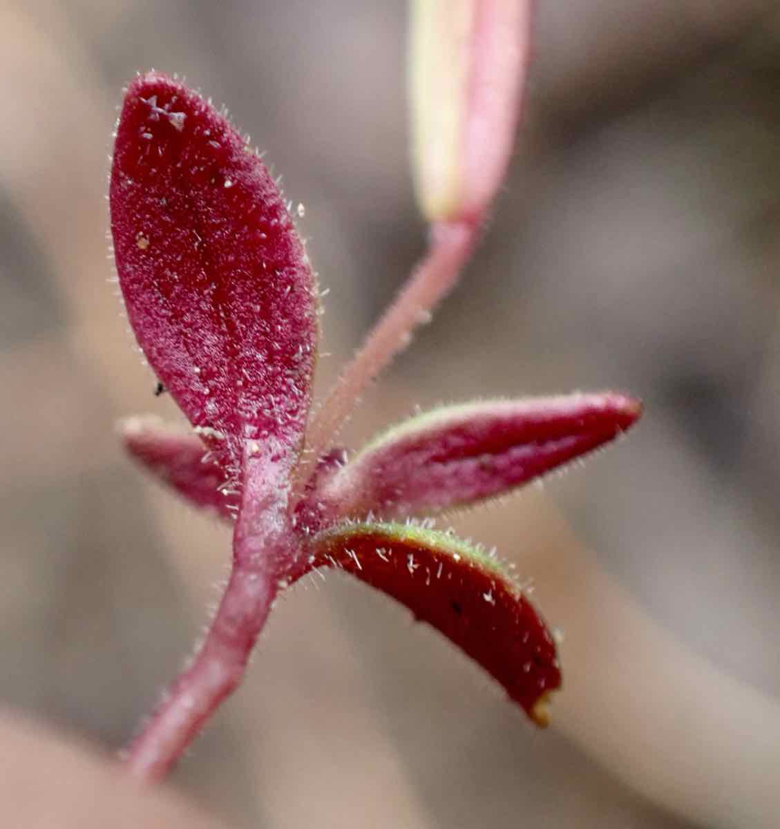 Erythranthe sierrae - Calflora