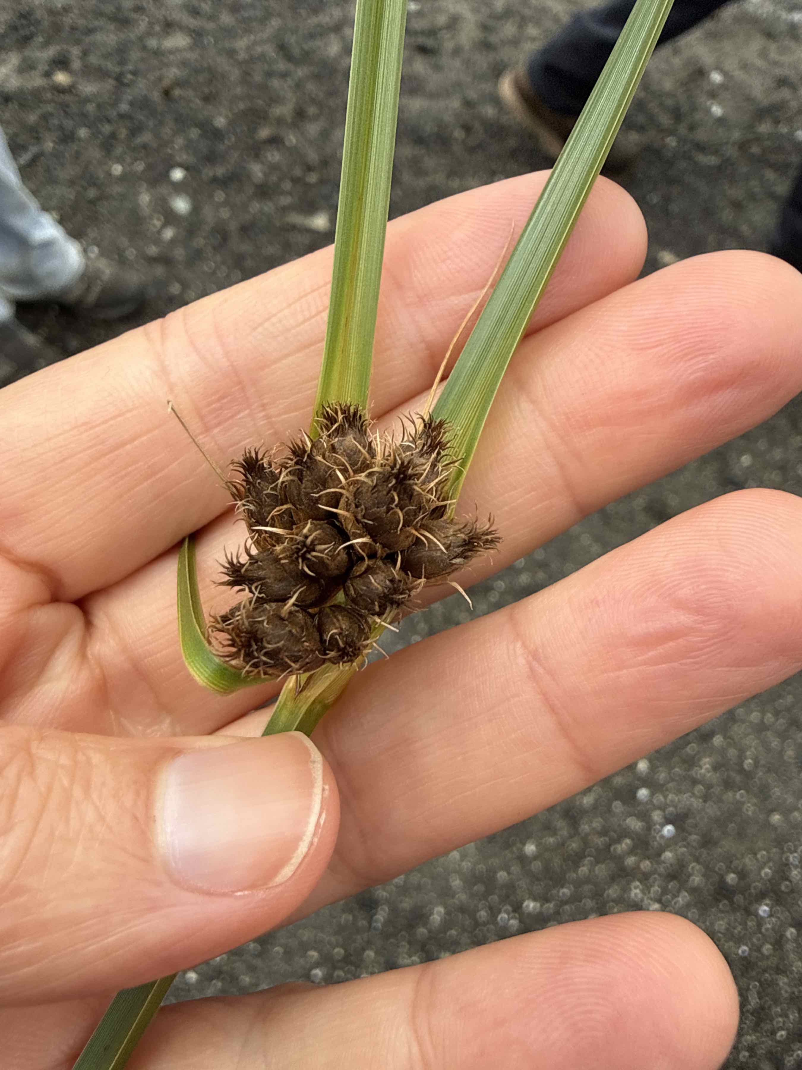 Scirpus robustus