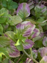Mentha aquatica