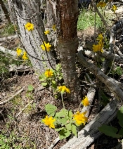 Arnica cordifolia