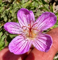 Geranium californicum