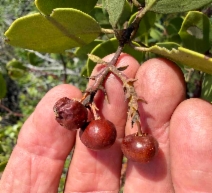 Arctostaphylos manzanita ssp. wieslanderi