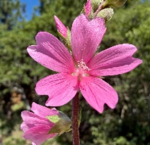 Sidalcea oregana