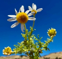 Anthemis cotula