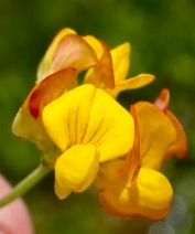 Lotus corniculatus