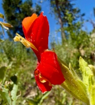 Erythranthe cardinalis