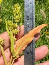 Rumex fueginus