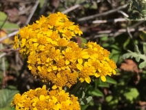 Eriophyllum staechadifolium