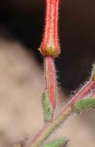 Epilobium canum ssp. canum