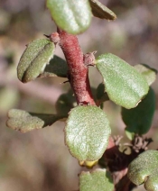 Rhamnus crocea