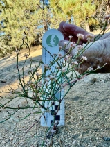 Eriogonum cithariforme var. agninum