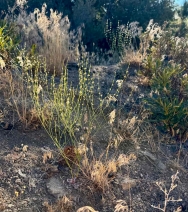 Eriogonum gracile