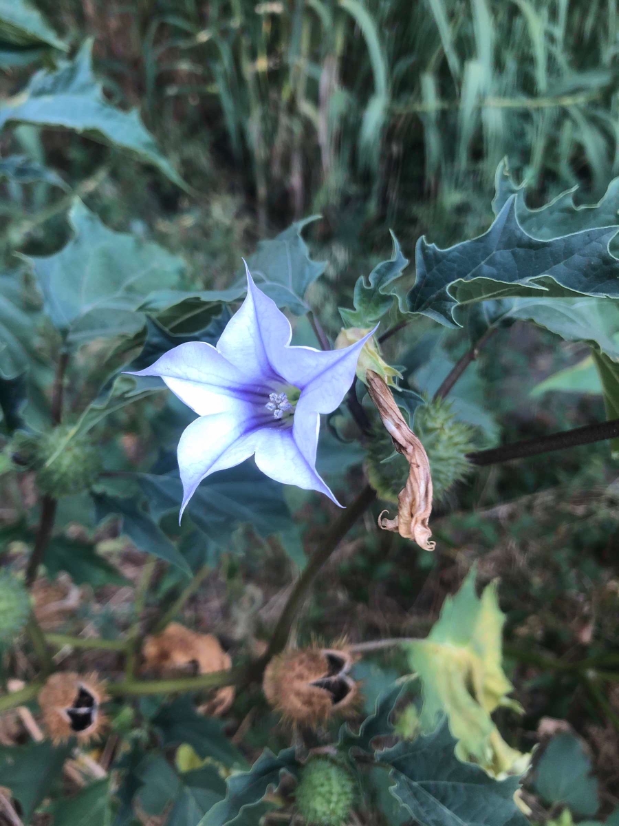 Observation of Datura stramonium -- Calflora