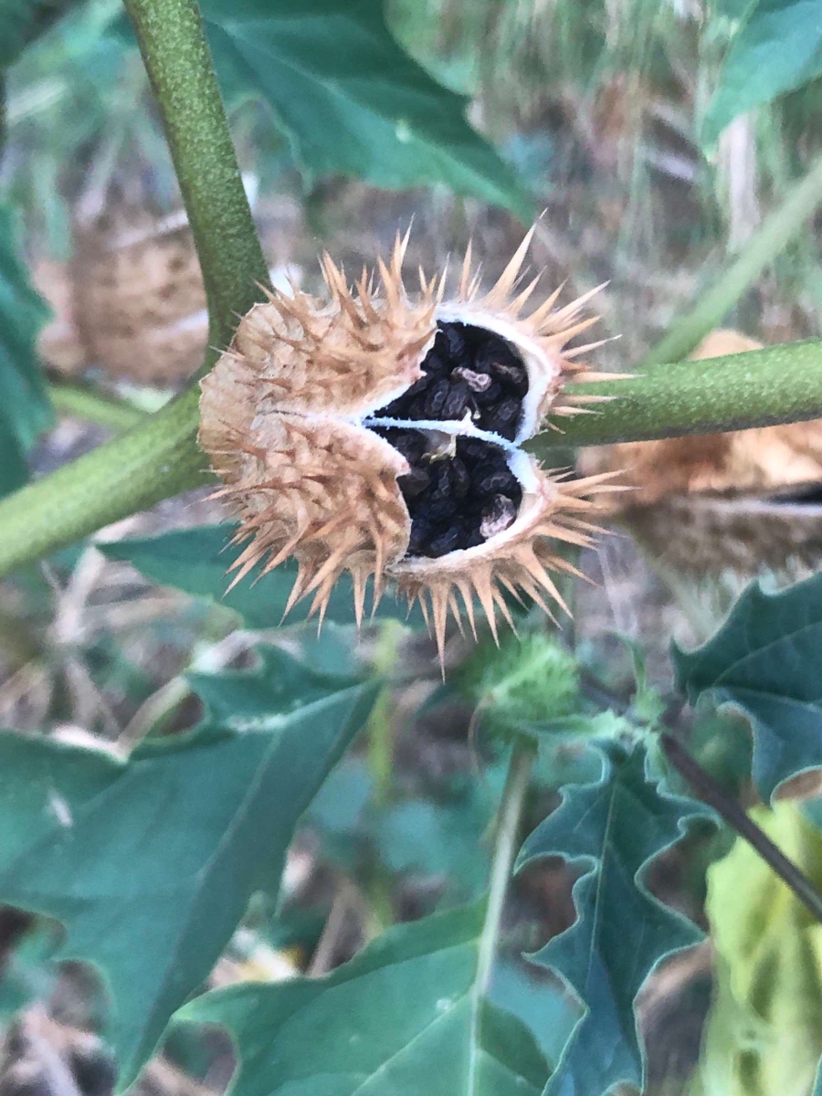 Observation of Datura stramonium -- Calflora