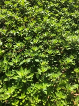 Ludwigia peploides