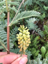 Astragalus pycnostachyus