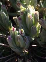 Chloropyron maritimum