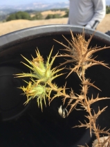 Carthamus lanatus