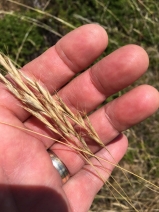 Rytidosperma penicillatum